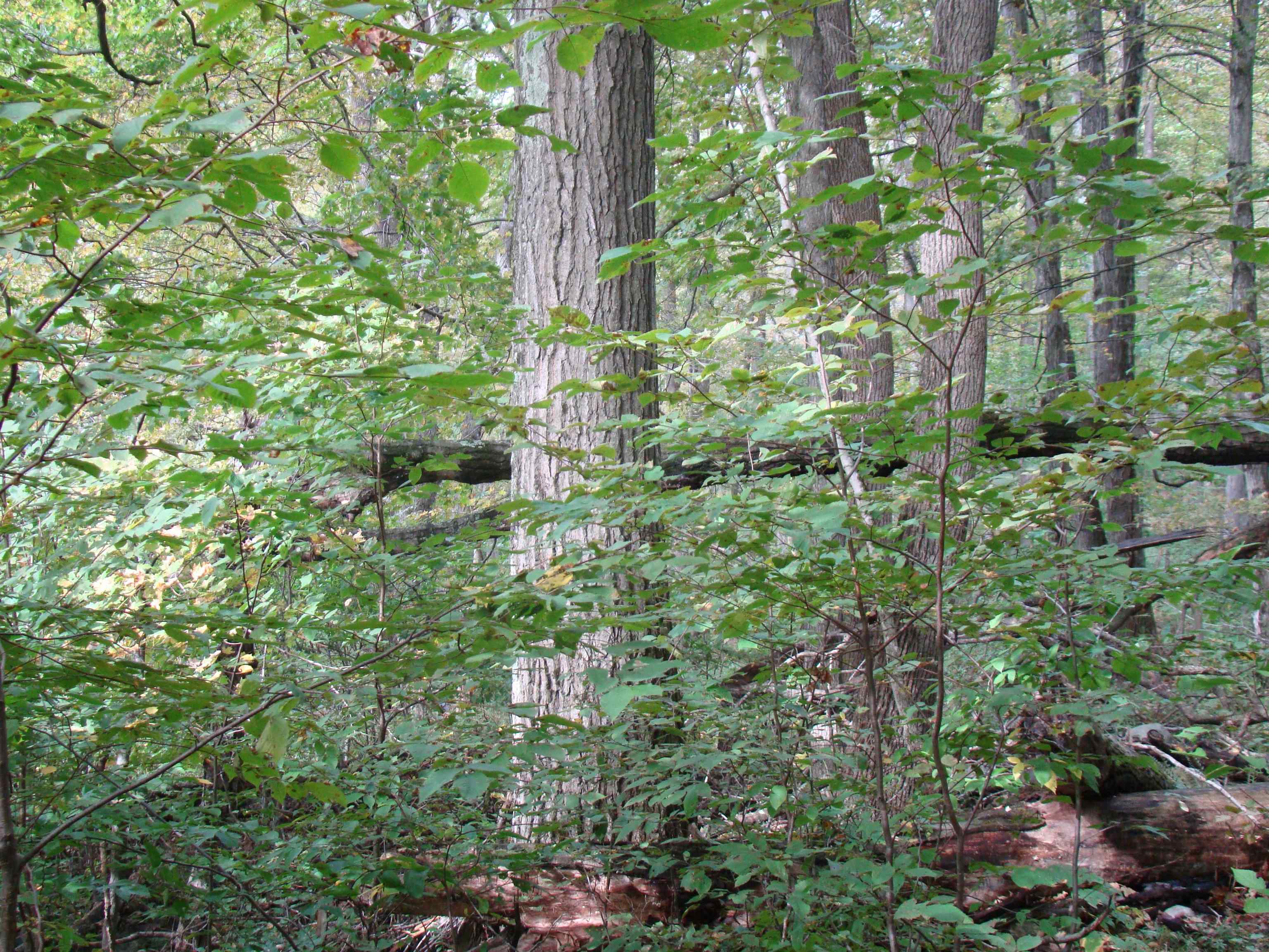 59 Waite Hill Road Pawlet, VT 05761 - Photo 27 of 31