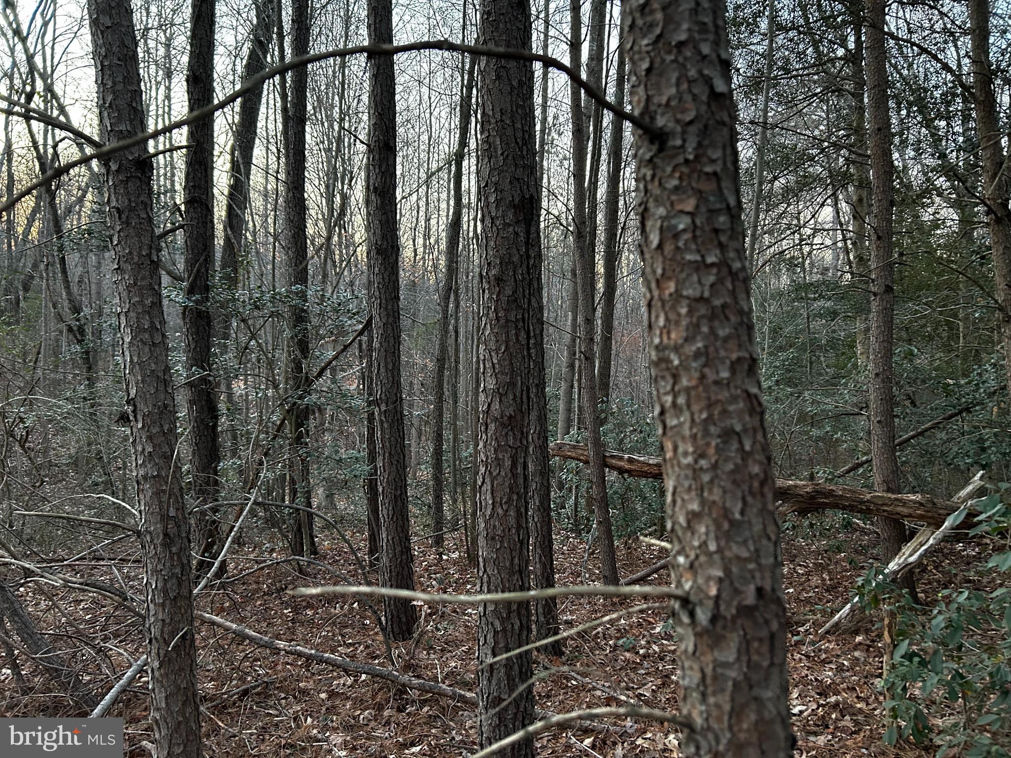 0 Pratts Place Montross, VA 22520 - Photo 3 of 7