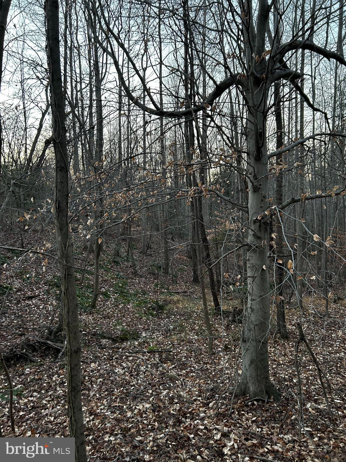 0 Pratts Place Montross, VA 22520 - Photo 4 of 7