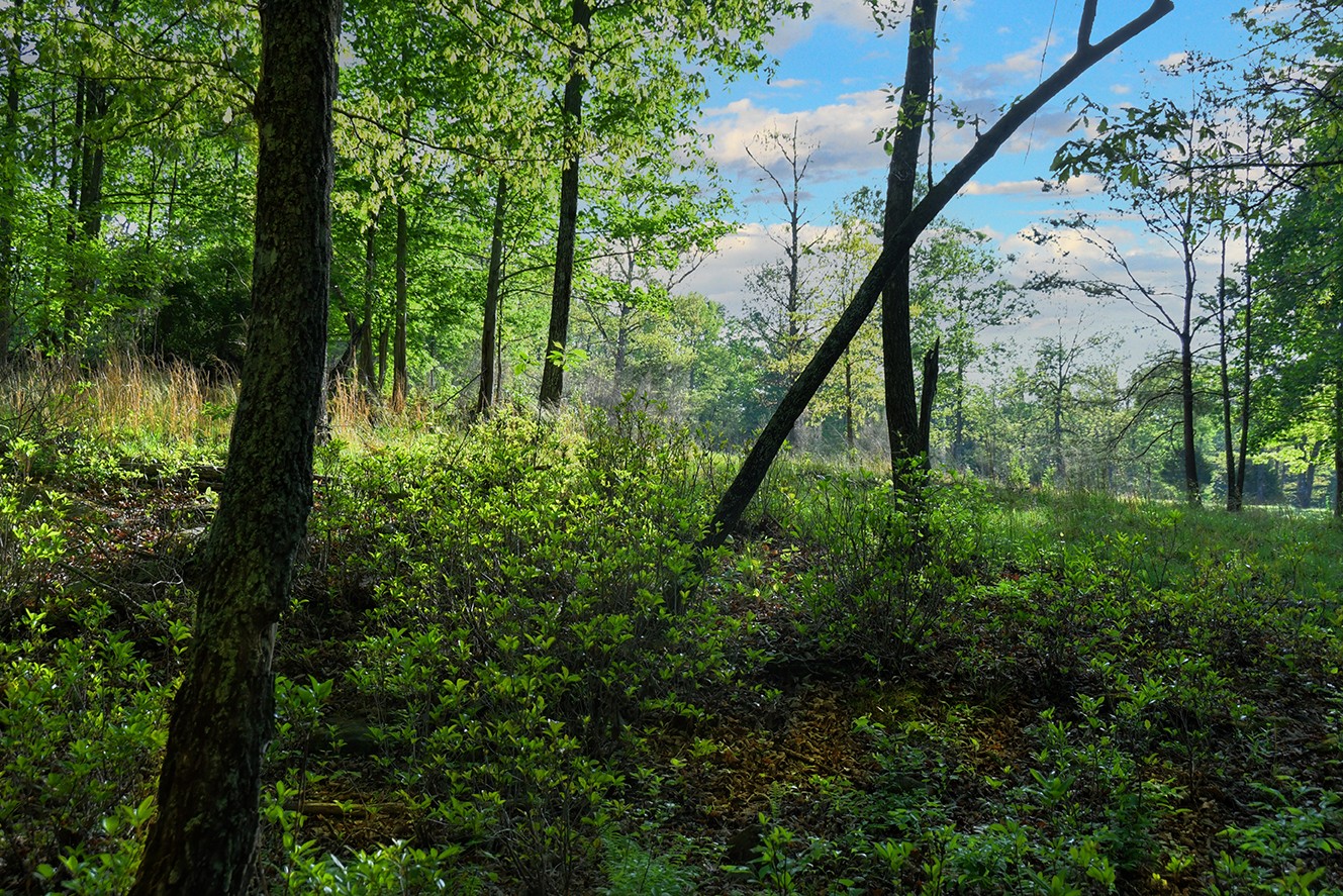 607 Monteagle Falls Road Monteagle, TN 37356 - Photo 12 of 14 Gallery Image 12