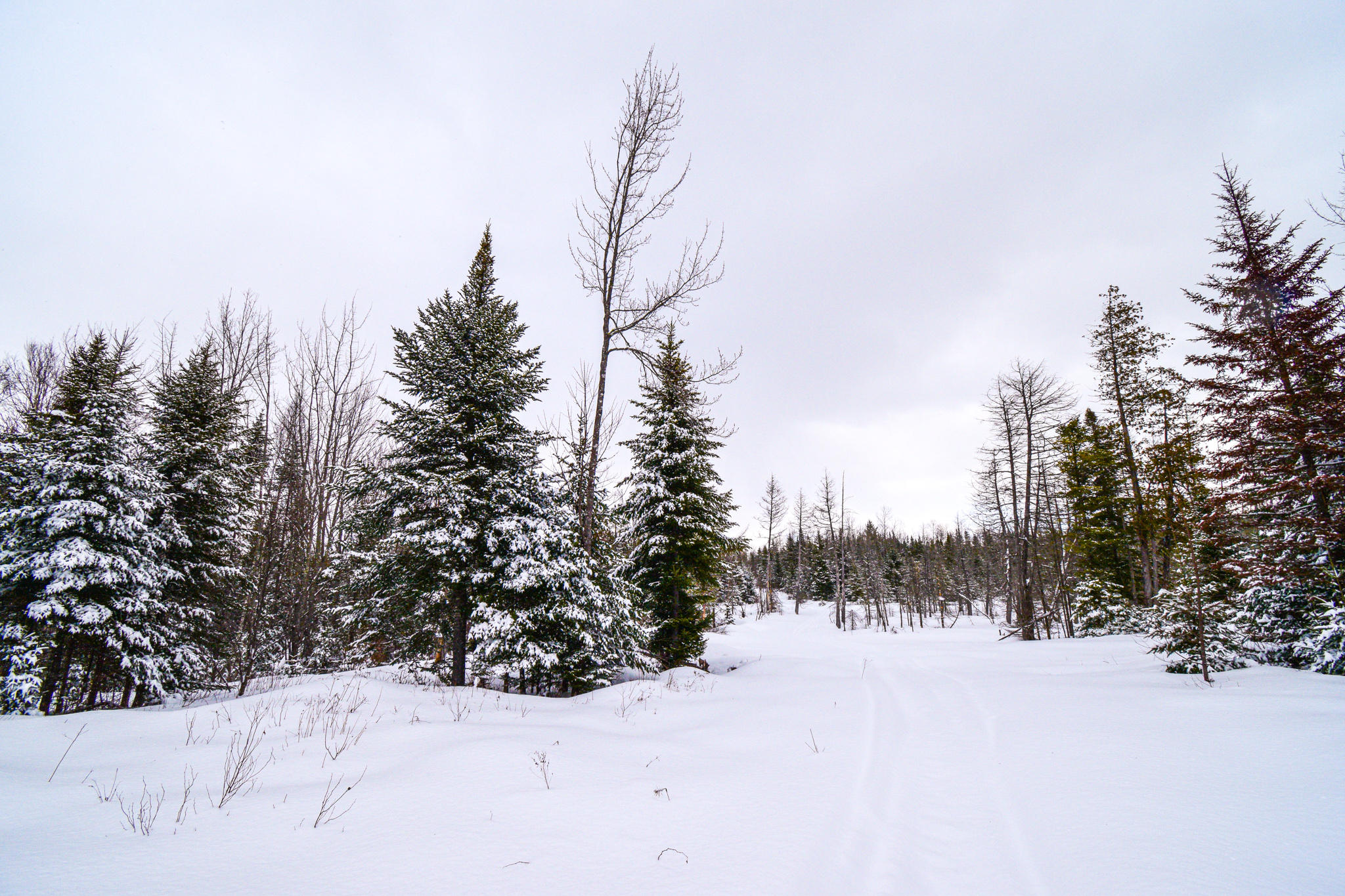 0 Crow Hill Road Parkman, ME 04443 - Photo 12 of 21 DSC_1868