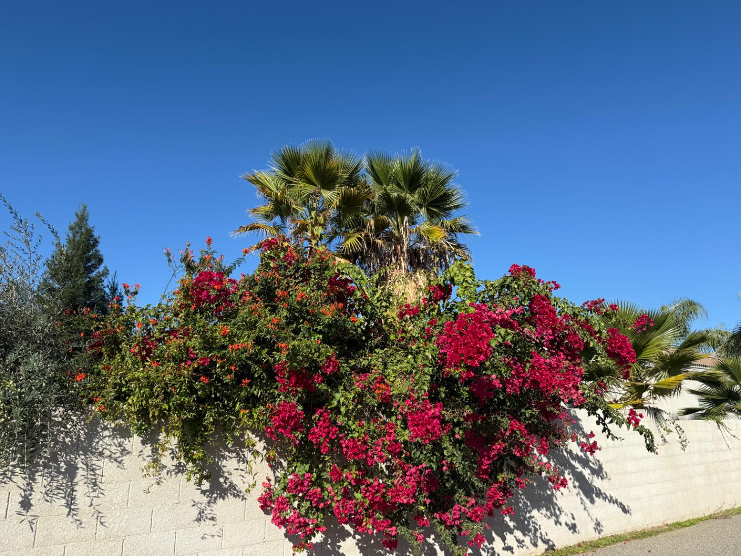 3165 Augusta Street Chowchilla, CA 93610 - Photo 7 of 8