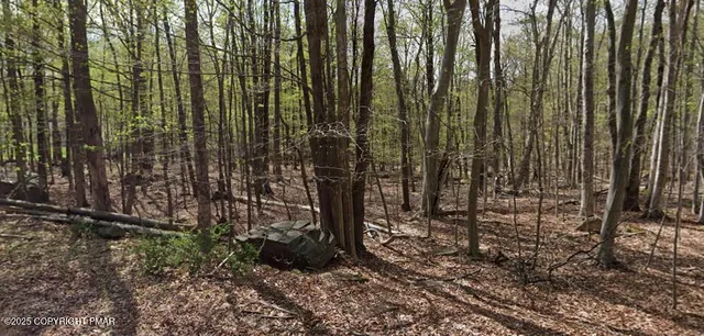 a view of a garden with trees