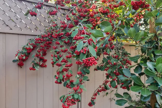 $4,988,000 | 2200 St Francis Drive, Palo Alto, CA 94303