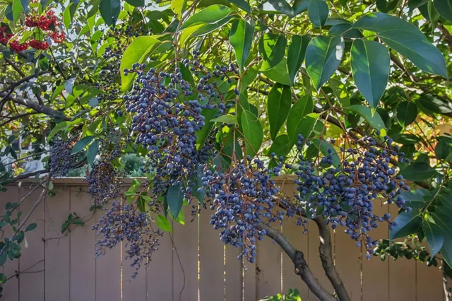 $4,988,000 | 2200 St Francis Drive, Palo Alto, CA 94303