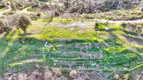 a view of a yard with plants and large trees