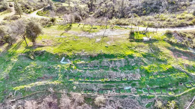 a view of a yard with plants and large trees