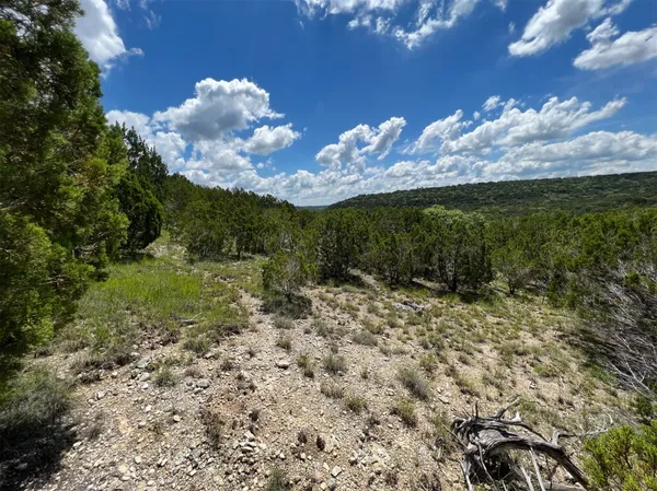 a view of a bunch of trees in a yard