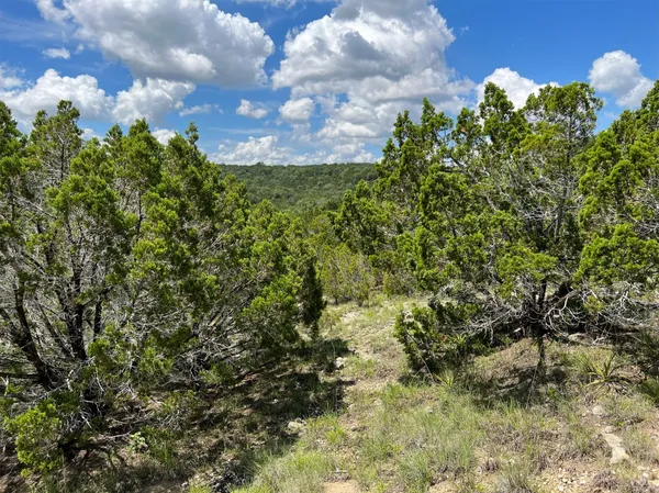 a view of a bunch of trees