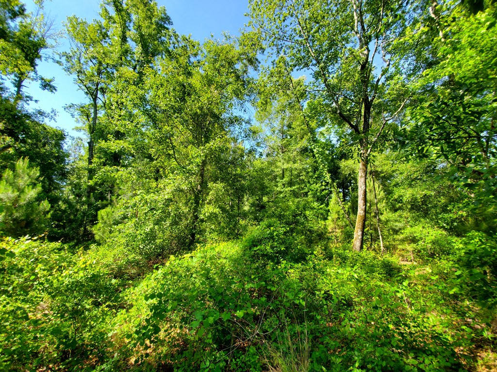 0 Bark Road Midville, GA 30441 - Photo 8 of 25 Gallery Image 8