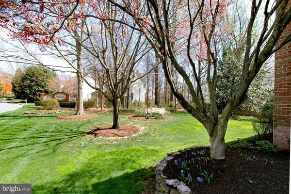 a tree in the middle of garden