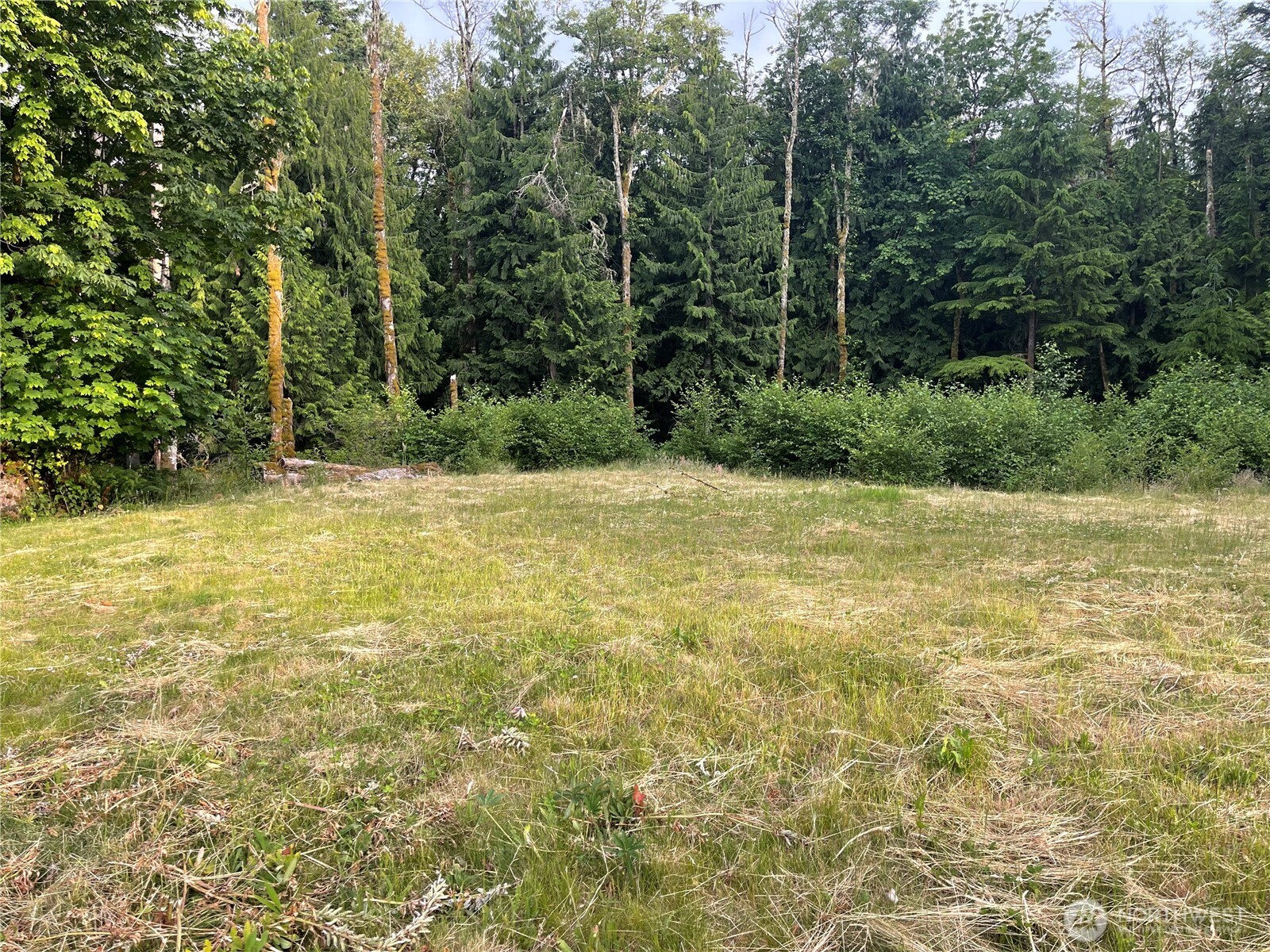 a view of a swimming pool and trees in the background