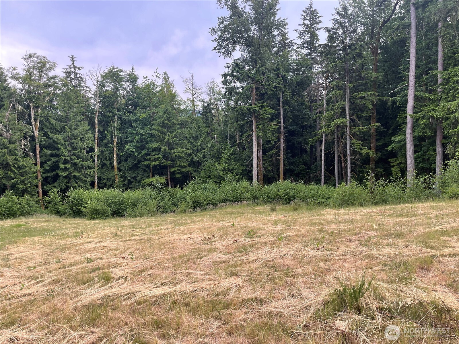 27235 Grand Ridge Drive Issaquah, WA 98029 - Photo 11 of 12 a view of a trees with a backyard