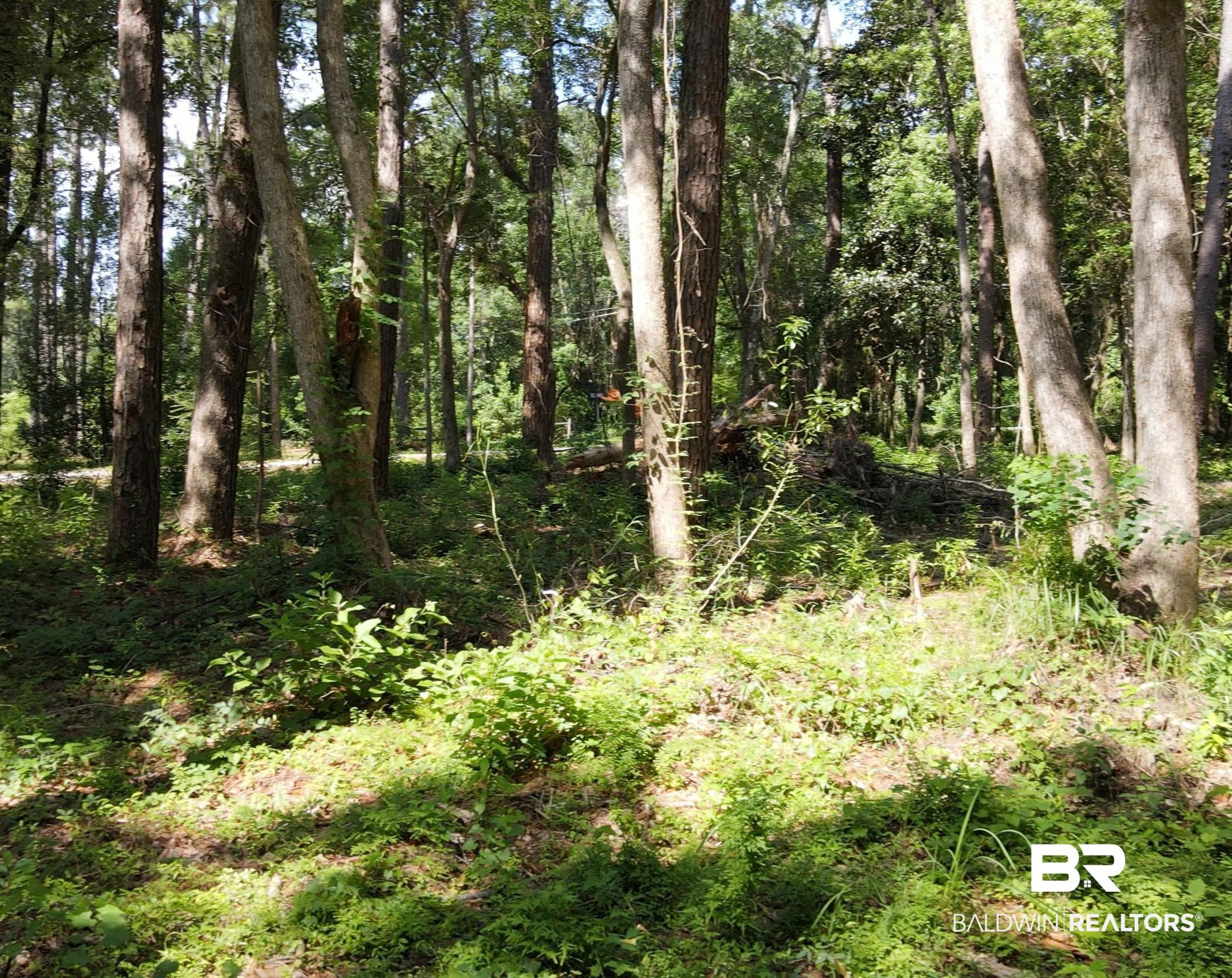 0 Ferry Road Fairhope, AL 36532 - Photo 4 of 7 View of woods