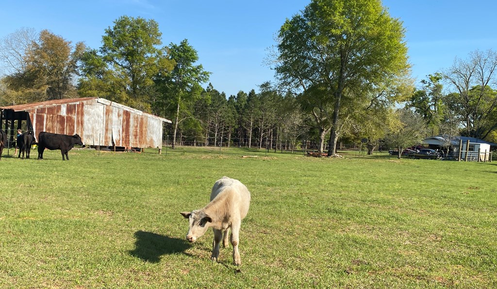 0 Co Road Abbeville, AL 36310 - Photo 7 of 53