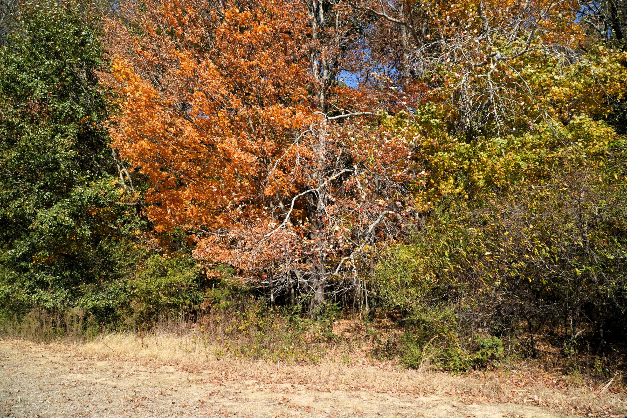 0 Lincoln Loop Flintville, TN 37335 - Photo 12 of 34 a view of a large yard