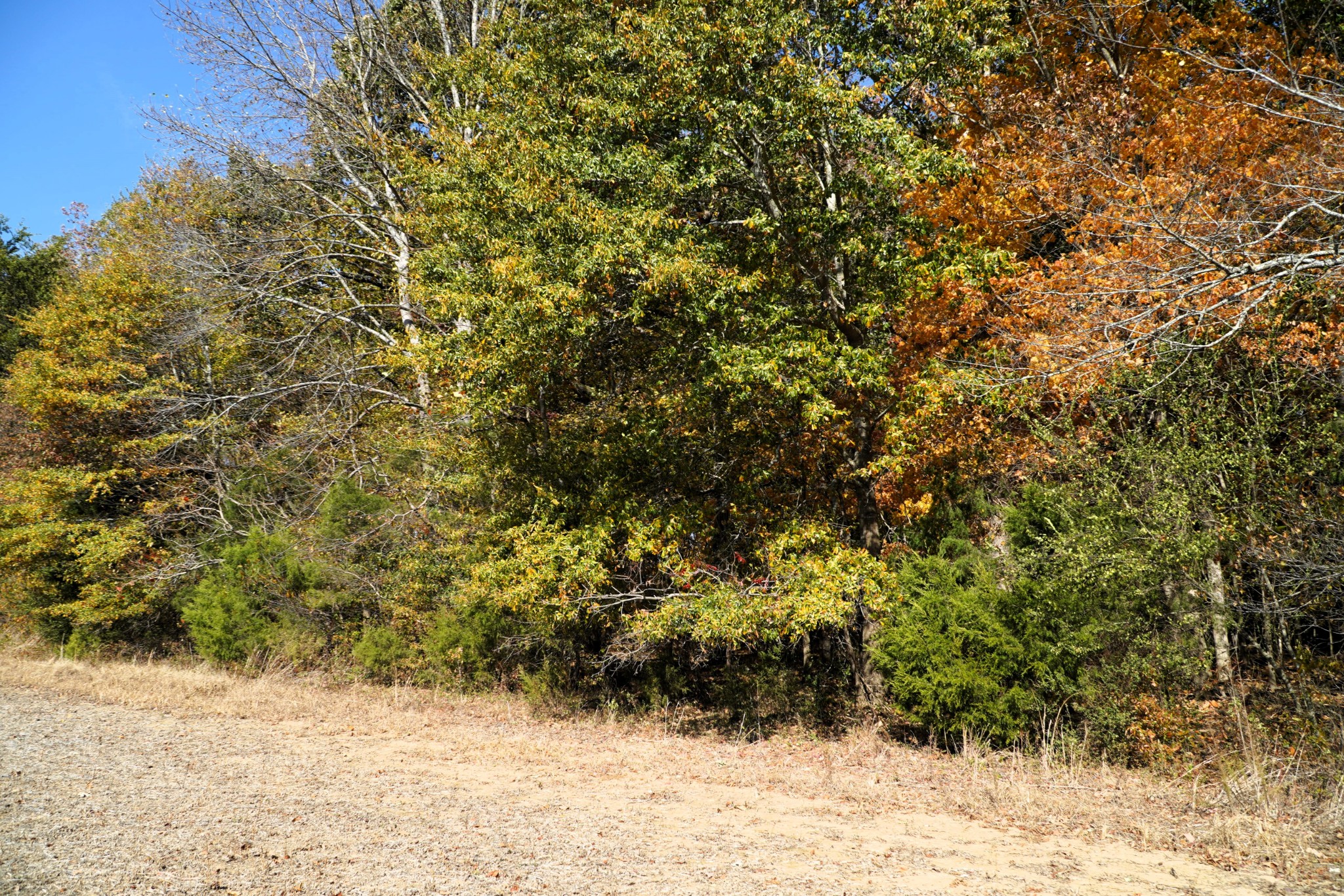 0 Lincoln Loop Flintville, TN 37335 - Photo 14 of 34 a view of a yard