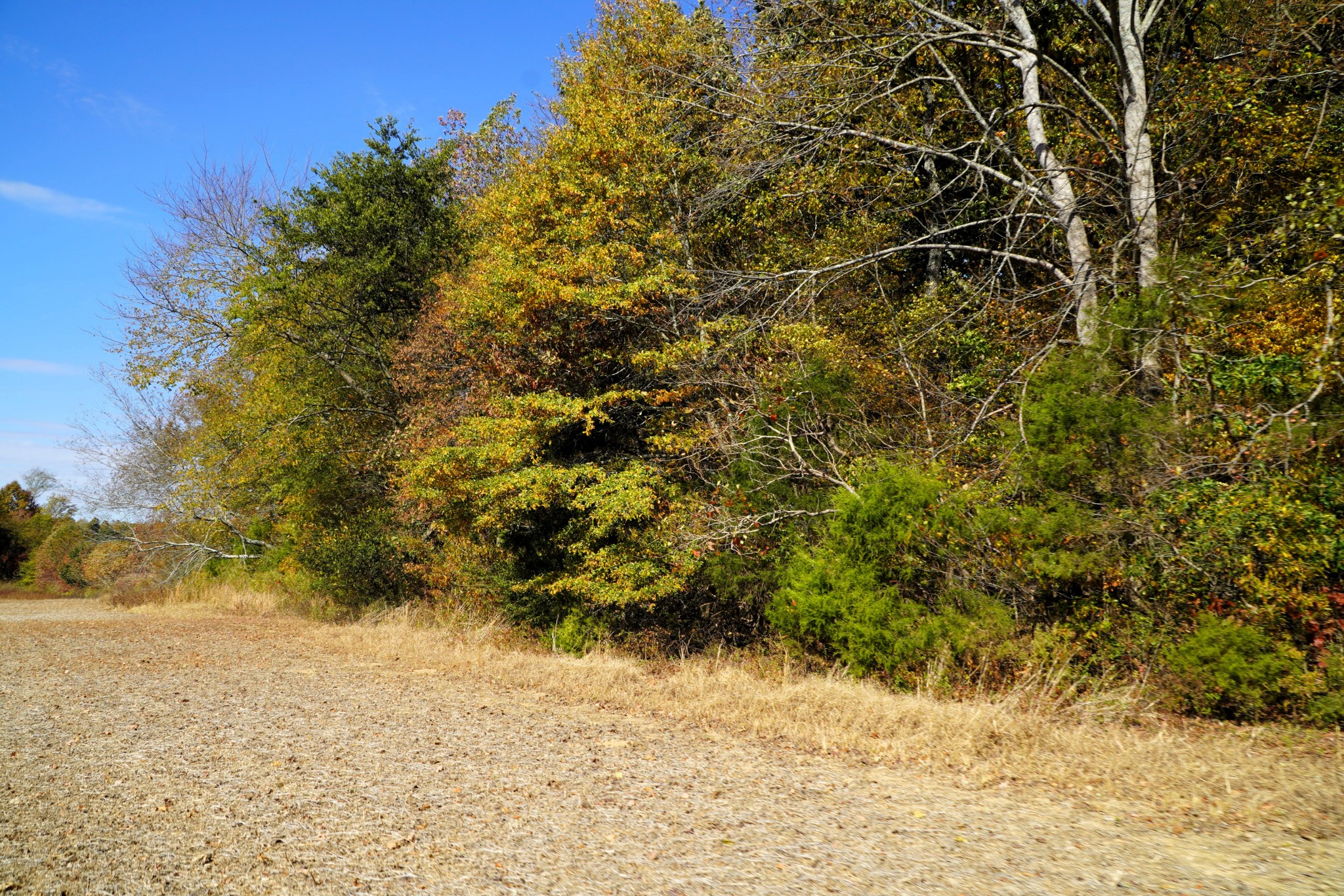 0 Lincoln Loop Flintville, TN 37335 - Photo 15 of 34 a view of a yard with trees
