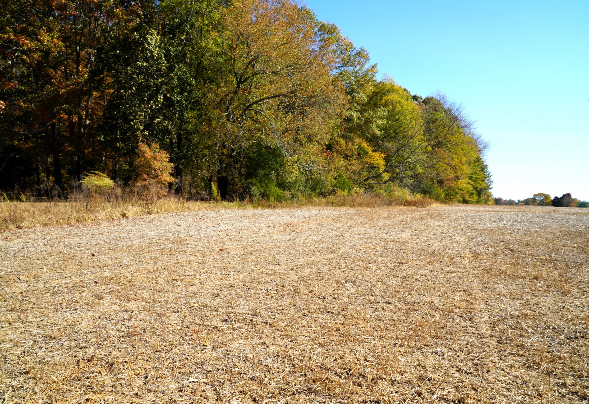 0 Lincoln Loop Flintville, TN 37335 - Photo 22 of 34 a view of a yard with a tree