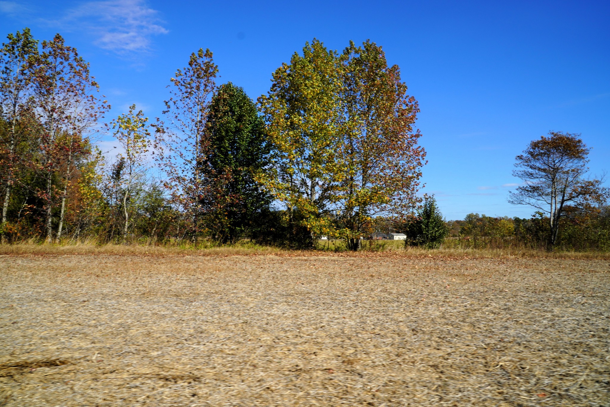 0 Lincoln Loop Flintville, TN 37335 - Photo 9 of 34 a view of a yard with a tree