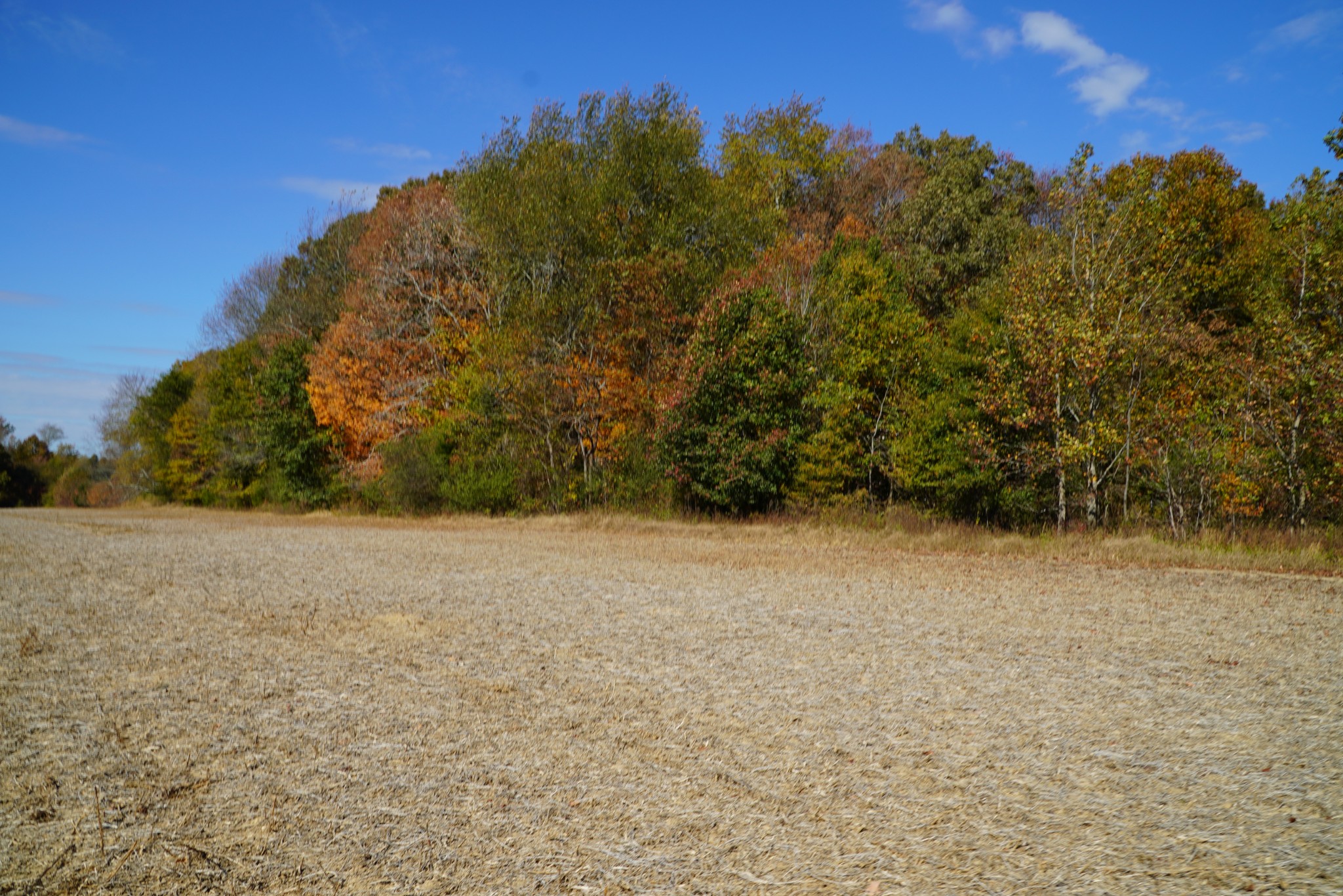 0 Lincoln Loop Flintville, TN 37335 - Photo 10 of 34 a view of large trees with an outdoor space
