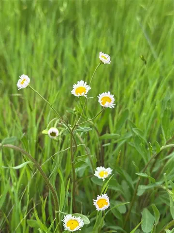 $149,000 | 1198 St Muenster Tx 76252, Muenster, TX 76252