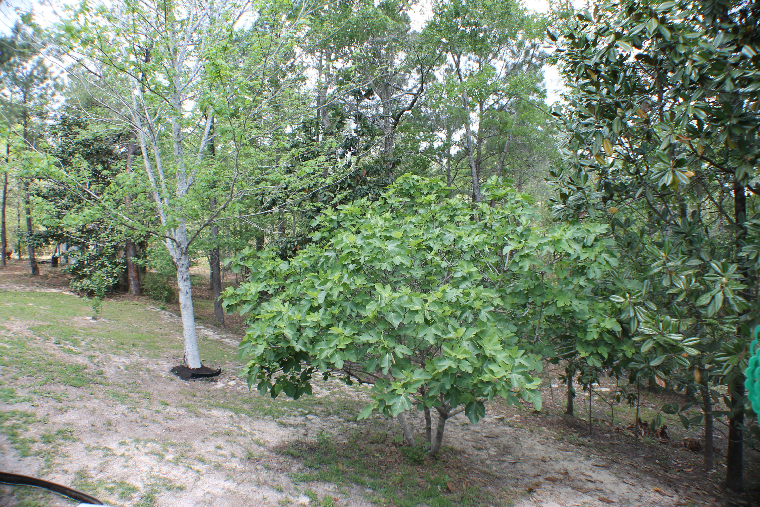 185 Pleasant Ridge Road DeFuniak Springs, FL 32435 - Photo 30 of 33 IMG_0151