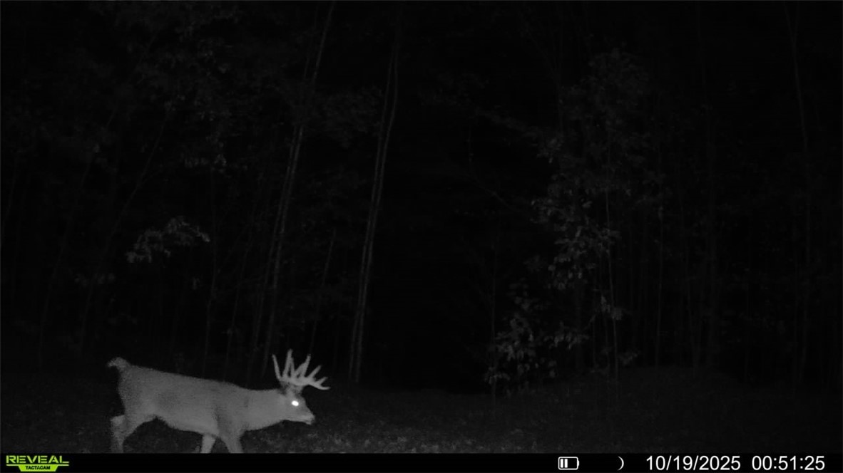 2 Comet Road Exeland, WI 54835 - Photo 13 of 15 Mature buck