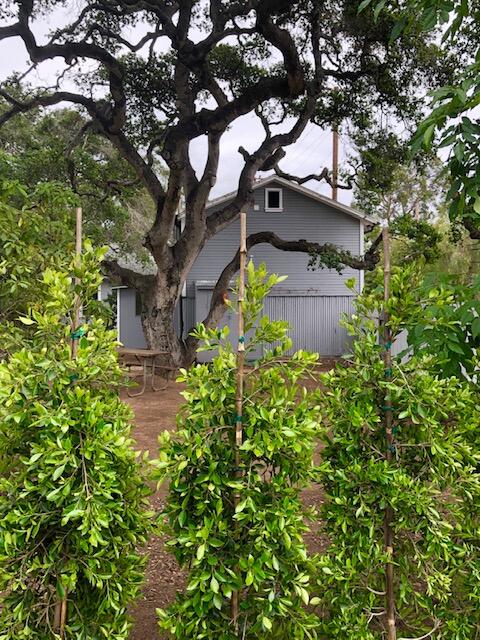 1278 East Valley Road Montecito, CA 93108 - Photo 17 of 21 IMG_2961 (1)