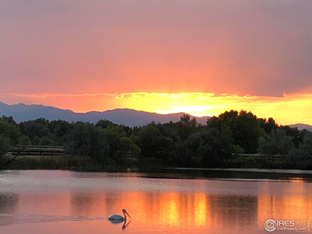 116 Cobble Court Windsor, CO 80550 - Photo 2 of 41 a view of a swimming pool with a lake view