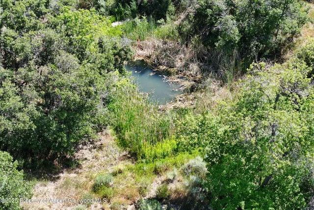 a view of a yard with plants and trees