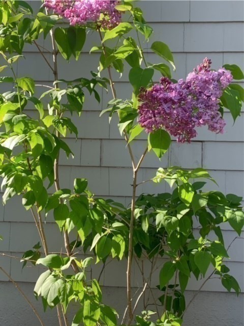 2 Coolidge Road Woburn, MA 01801 - Photo 23 of 24 a flower in a yard with flowers