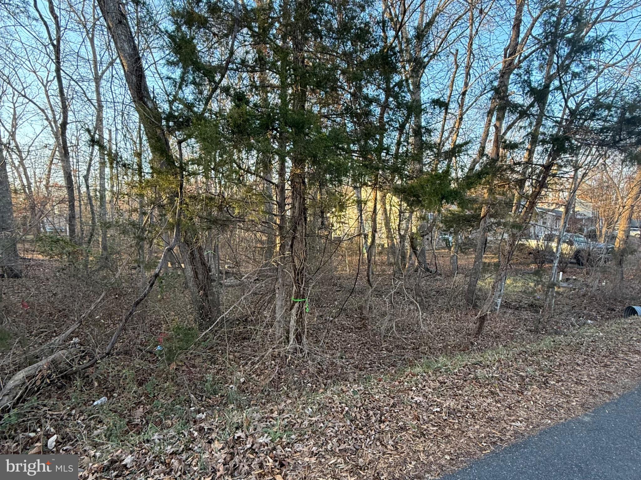 119 Republic Avenue Locust Grove, VA 22508 - Photo 5 of 16 Serene wooded lot awaits your vision.