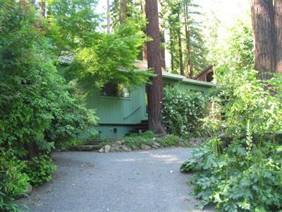 a view of a yard with plants and a tree