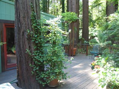 19598 Redwood Drive Monte Rio, CA 95462 - Photo 8 of 10 a backyard of a house with lots of green space