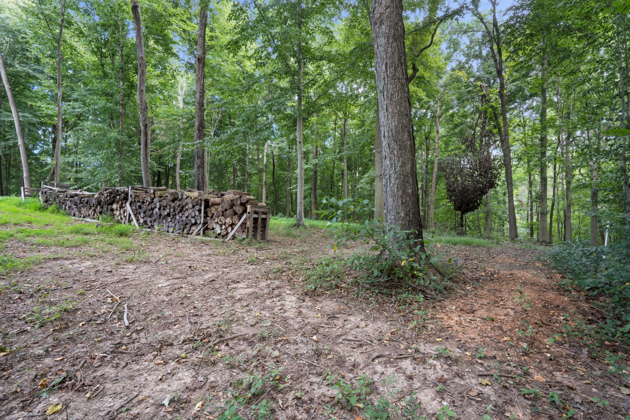 1506 Bend Road Clarksville, TN 37040 - Photo 47 of 56 a view of a forest with trees