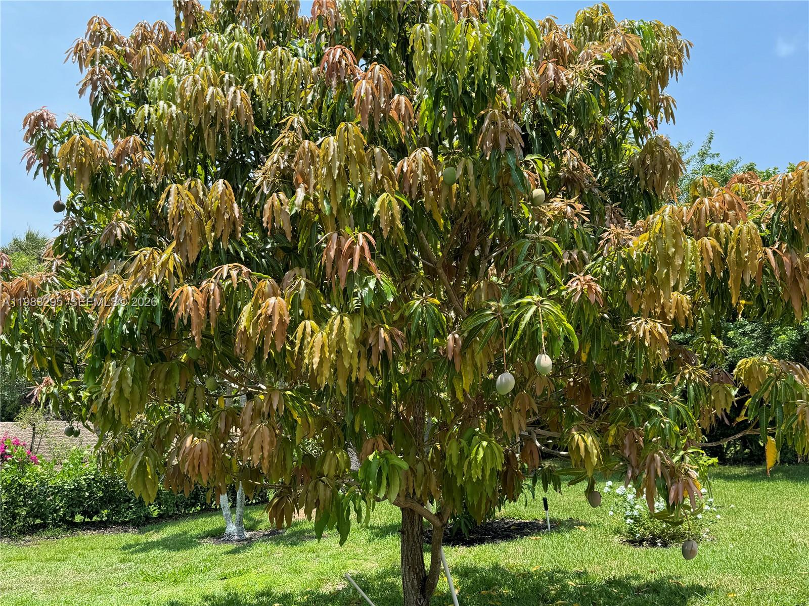 1740 Ludlow Road, Unit 1740 Marco Island, FL 34145 - Photo 56 of 58 a backyard of a house with lots of green space