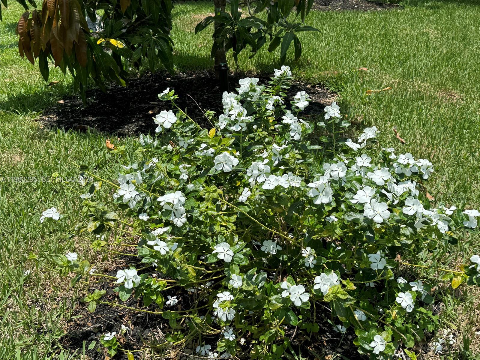 1740 Ludlow Road, Unit 1740 Marco Island, FL 34145 - Photo 58 of 58 a view of a tree