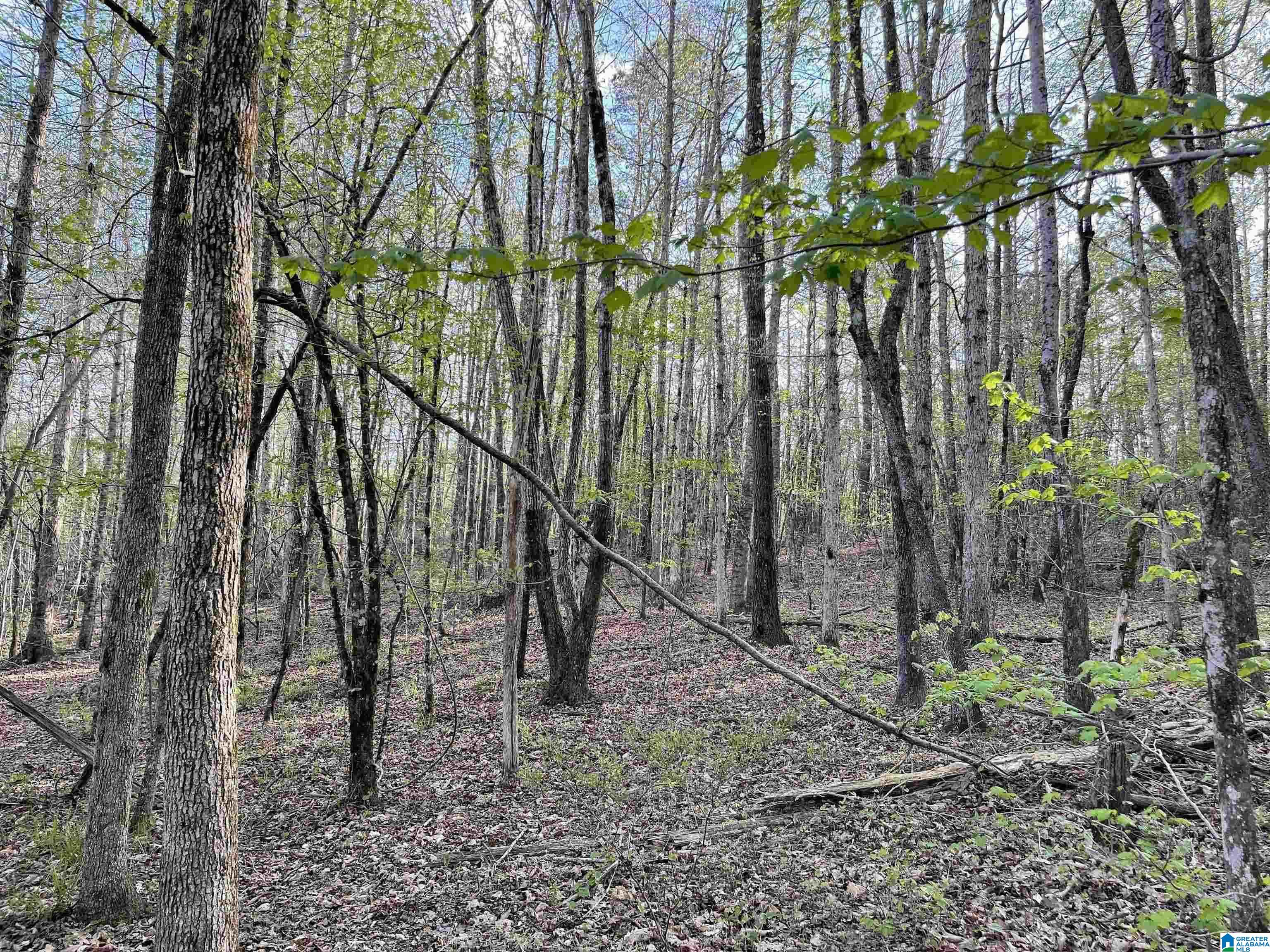 864 County Road Wadley, AL 36276 - Photo 7 of 7