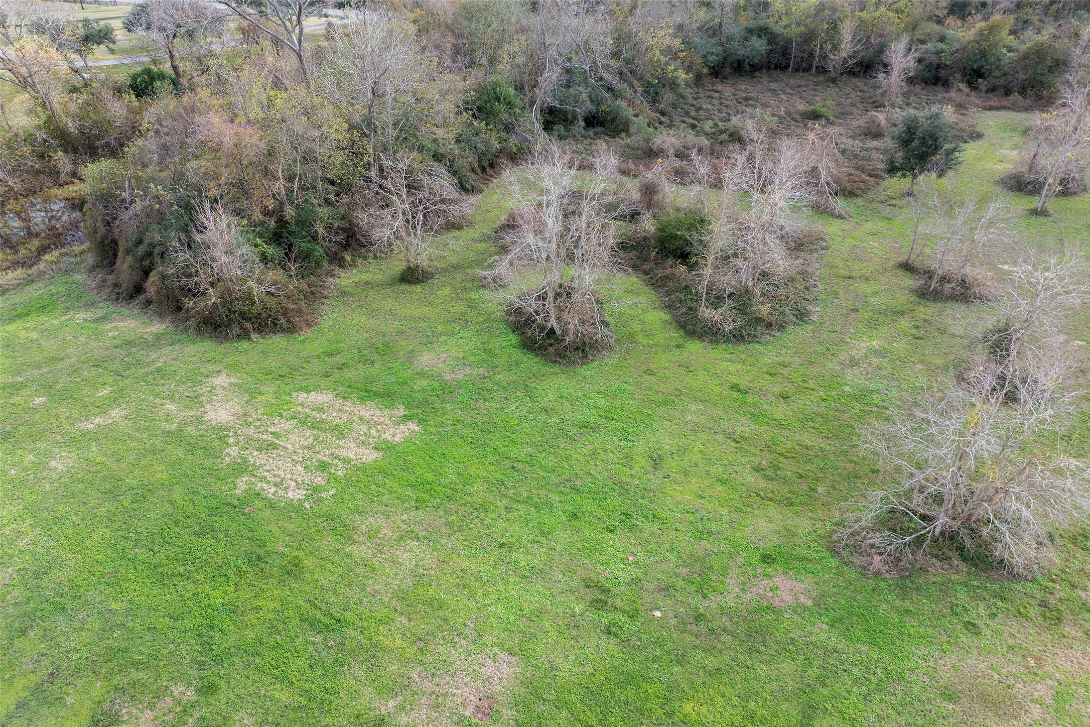 702 County Road 34 Angleton, TX 77515 - Photo 7 of 10 a big yard with lots of green space and deers