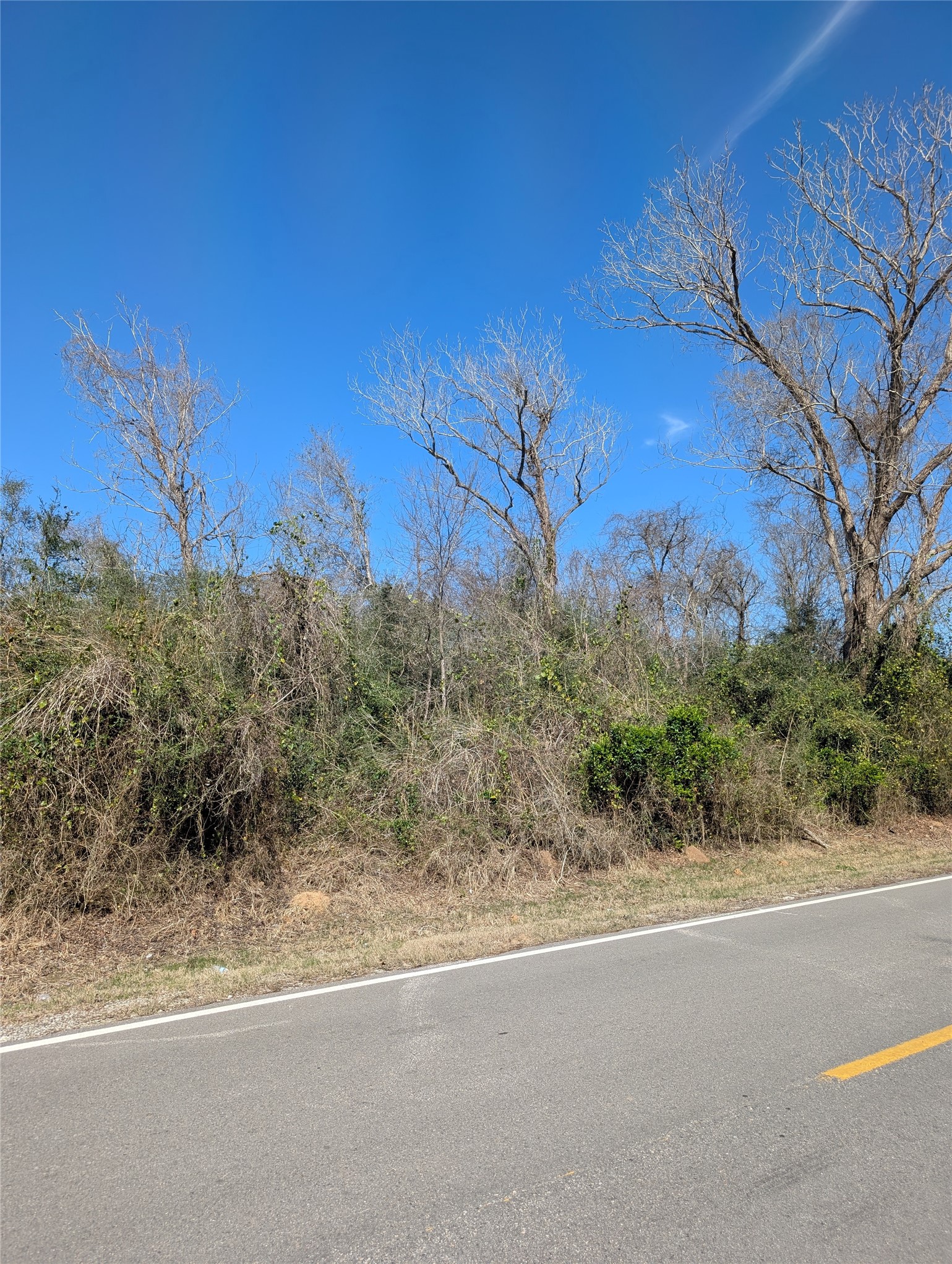 702 County Road 34 Angleton, TX 77515 - Photo 10 of 10 a view of a yard with a tree