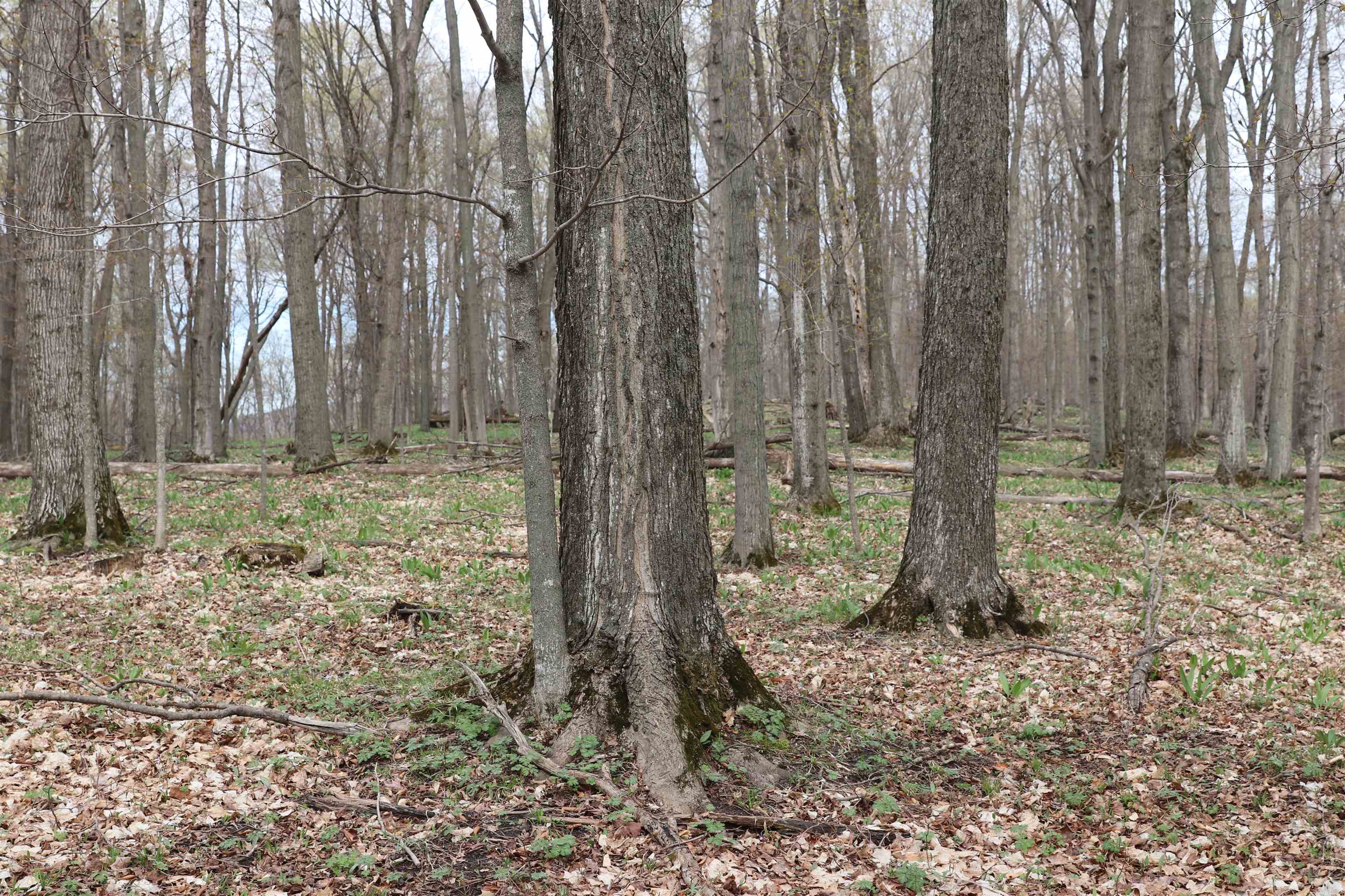 Lot 14 Crystal View Common Frankfort, MI 49635 - Photo 5 of 6
