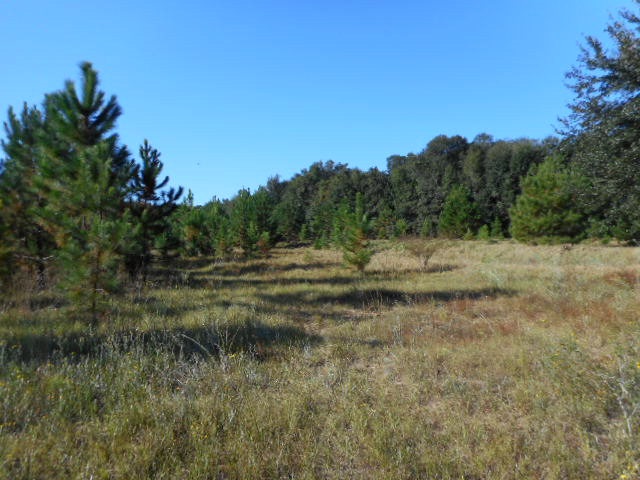 0 Red Barn Road Fairhope, AL 36532 - Photo 1 of 1