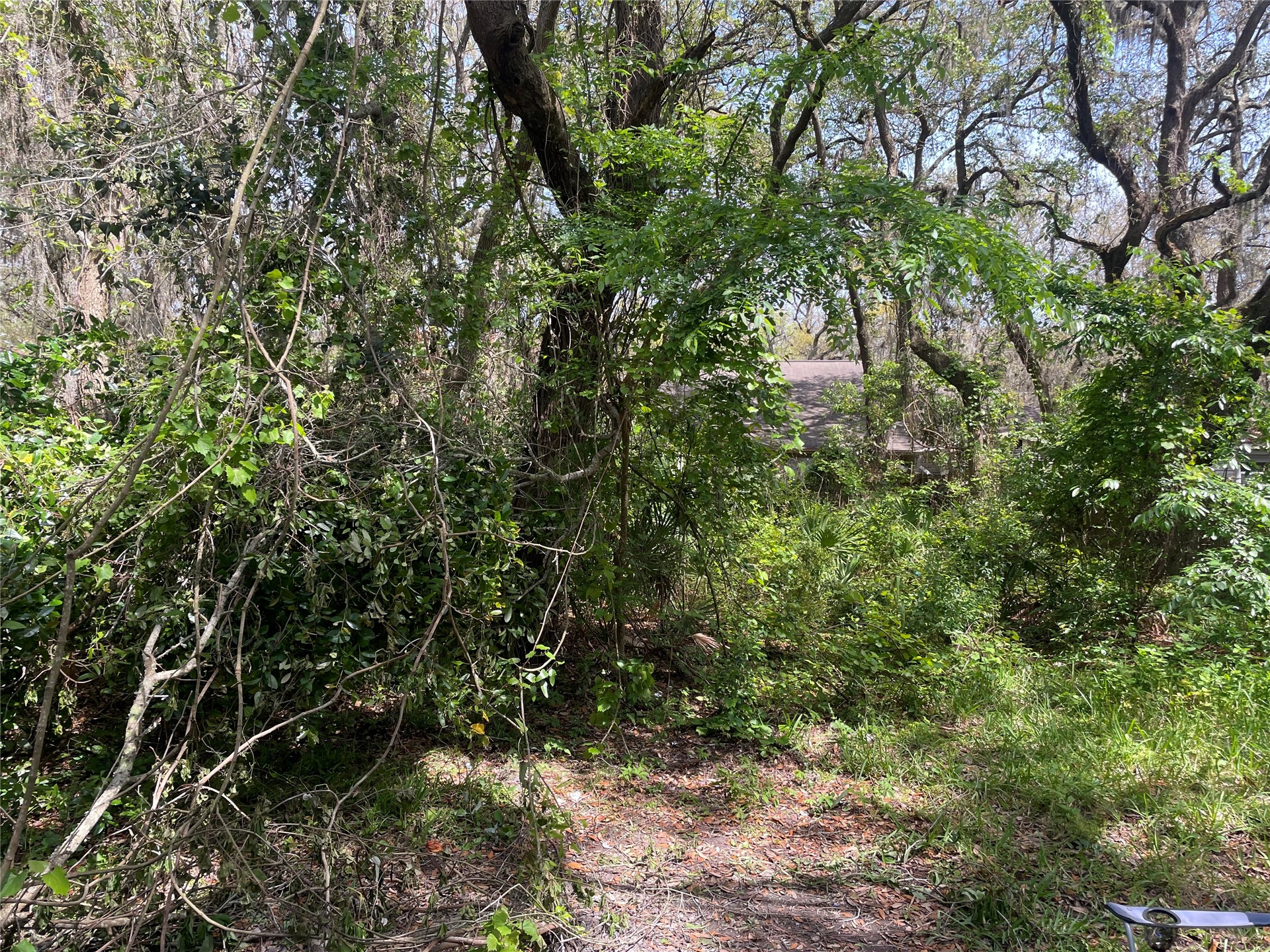 South 13th Terrace Fernandina Beach, FL 32034 - Photo 4 of 4 a view of a forest