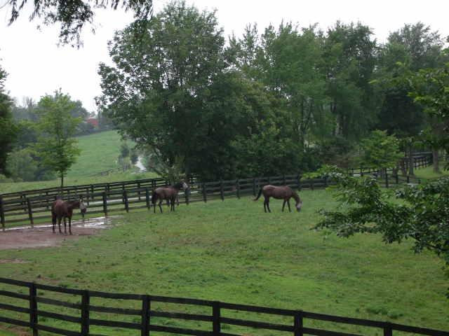 292 Pea Ridge Road Stamping Ground, KY 40379 - Photo 8 of 86 Photo 8