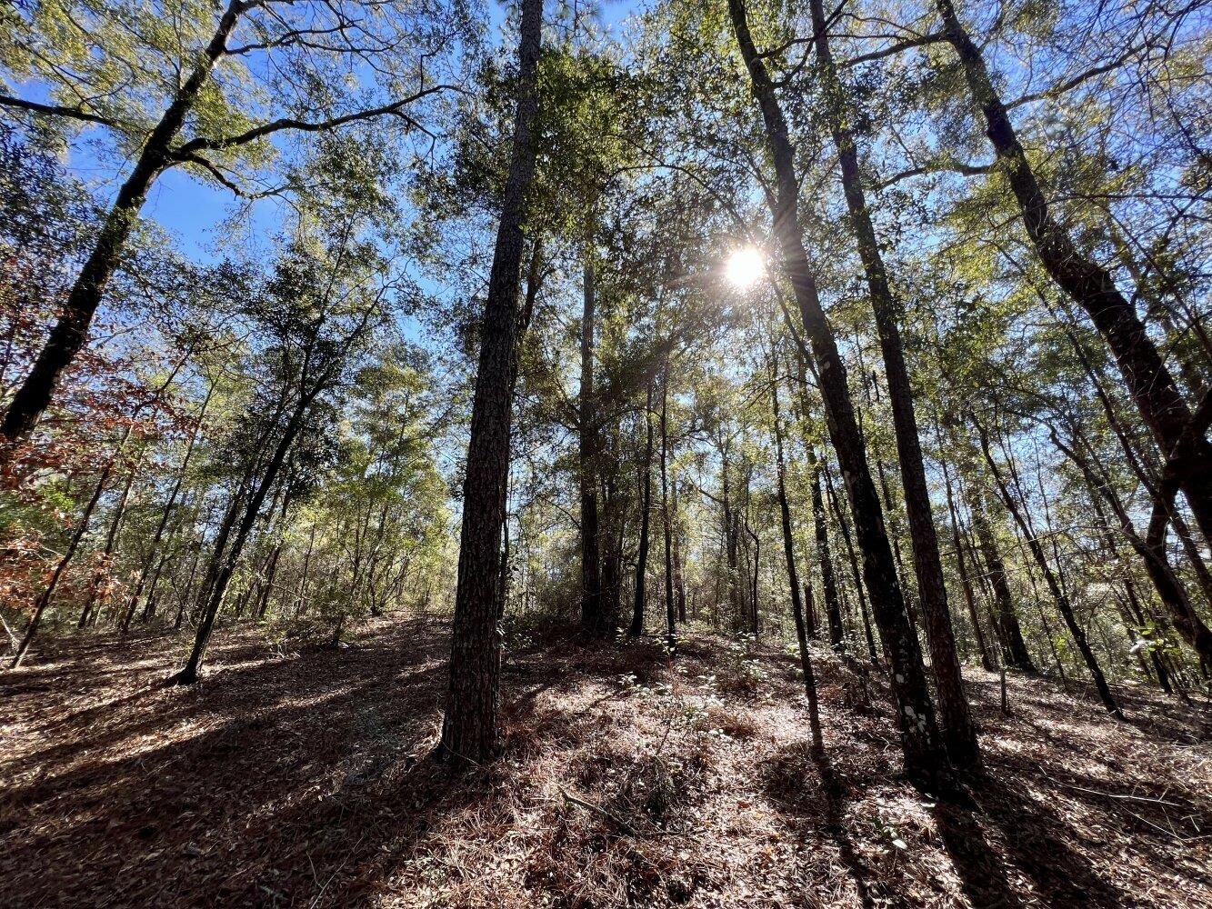 0 Dixon Road Bay Minette, AL 36507 - Photo 28 of 50