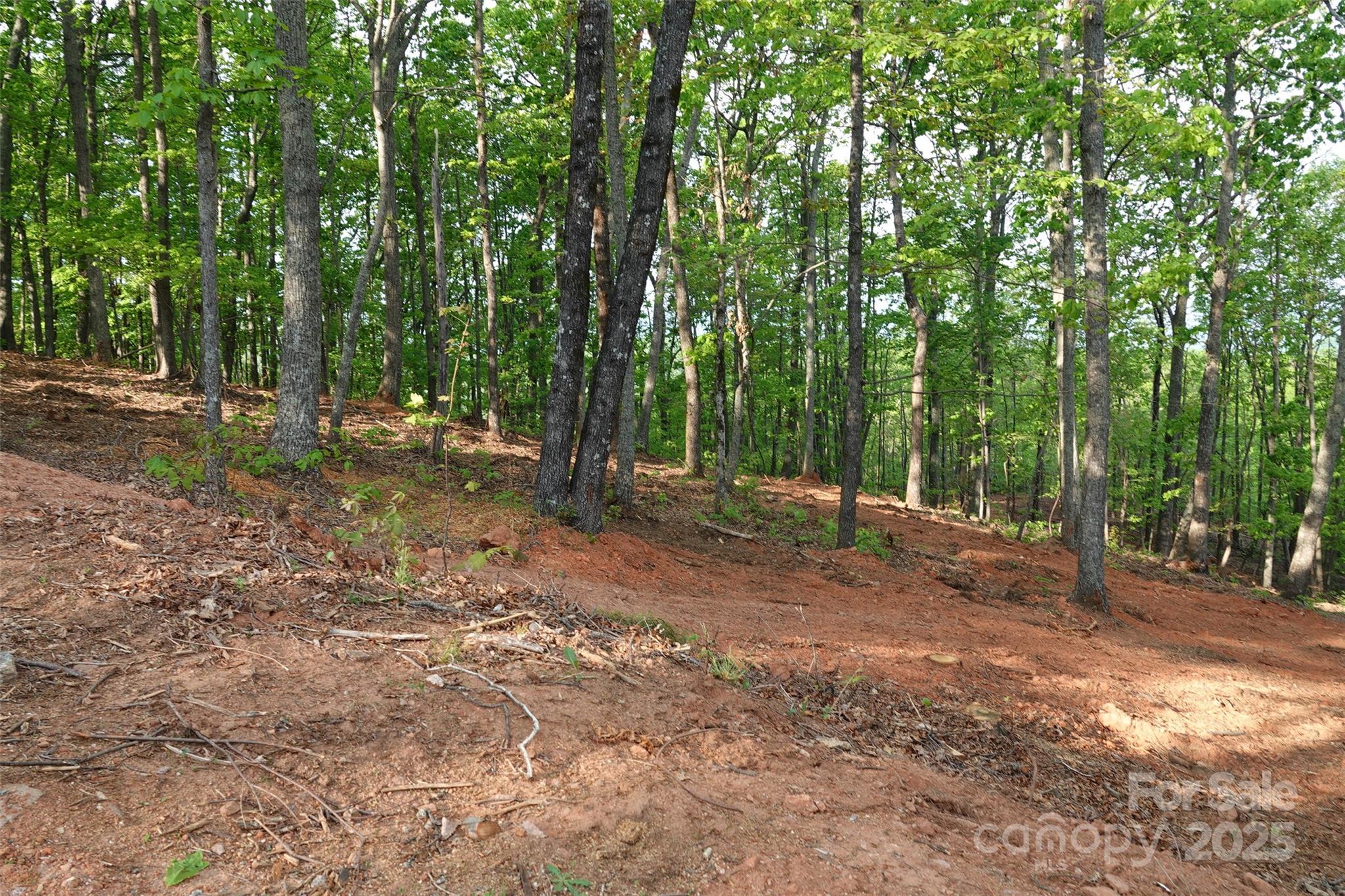 55 Arbra Mountain Road Bostic, NC 28018 - Photo 20 of 35 a view of a forest with trees in the background