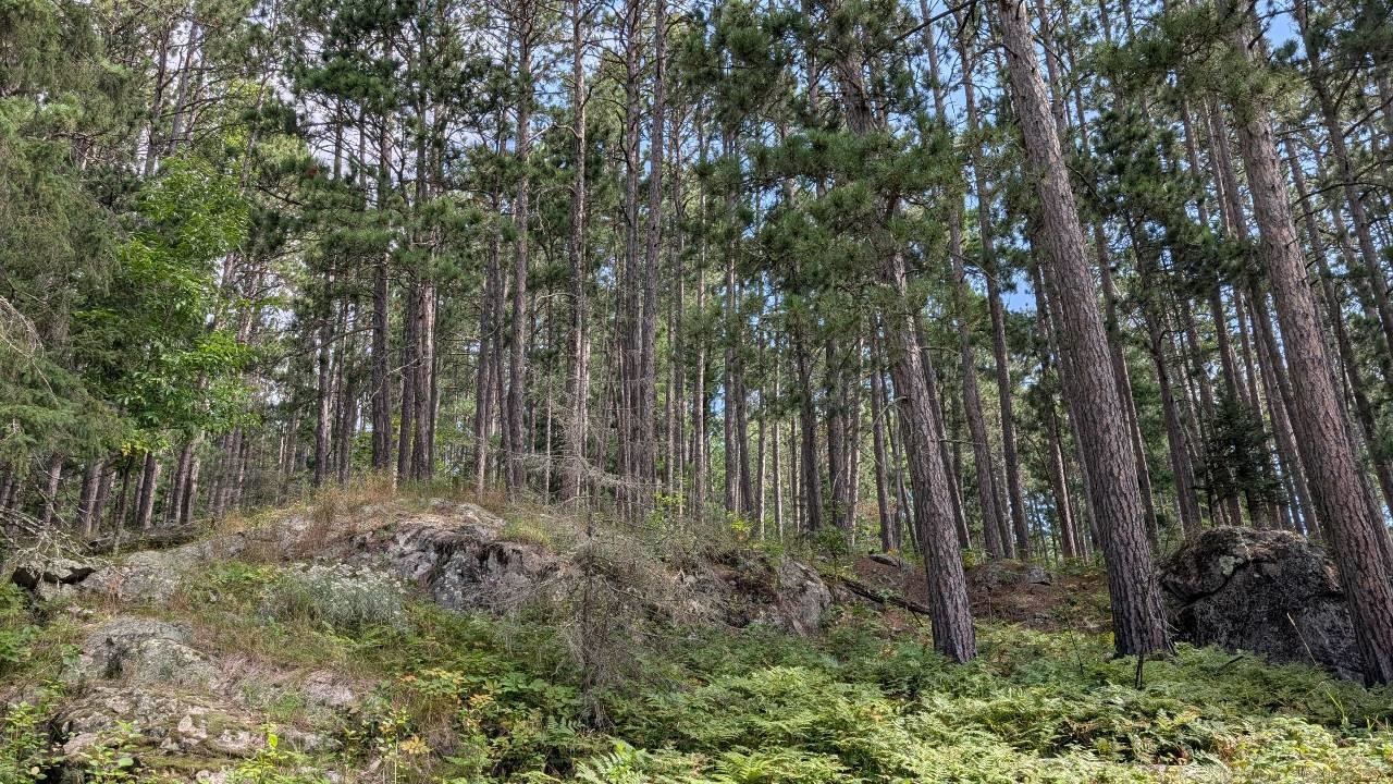 8884 Raps Road Cook, MN 55723 - Photo 43 of 46 View of tree filled area