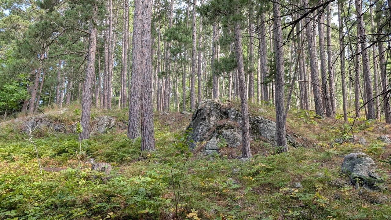 8884 Raps Road Cook, MN 55723 - Photo 44 of 46 View of wooded area