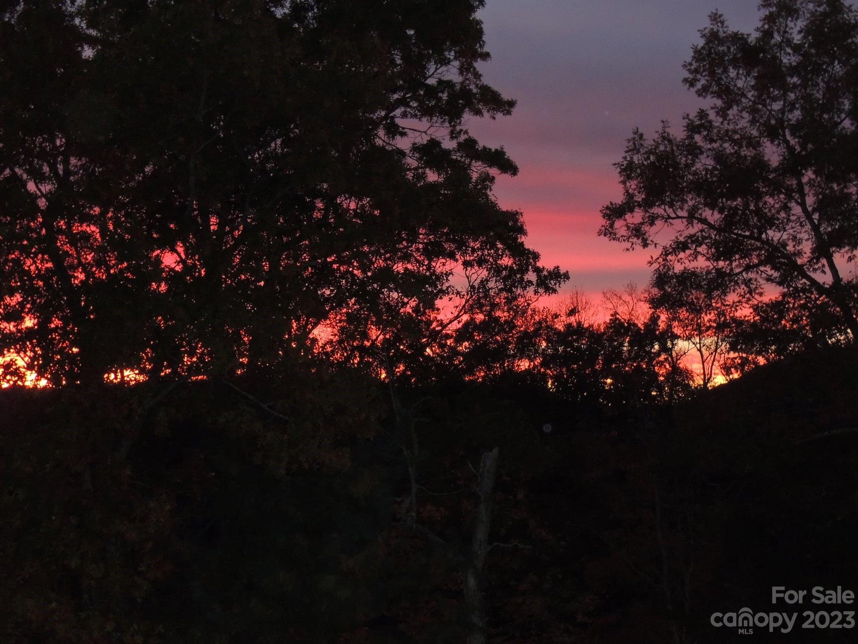 209 Whitaker Road Fairview, NC 28730 - Photo 5 of 44 a picture of flowers and tree